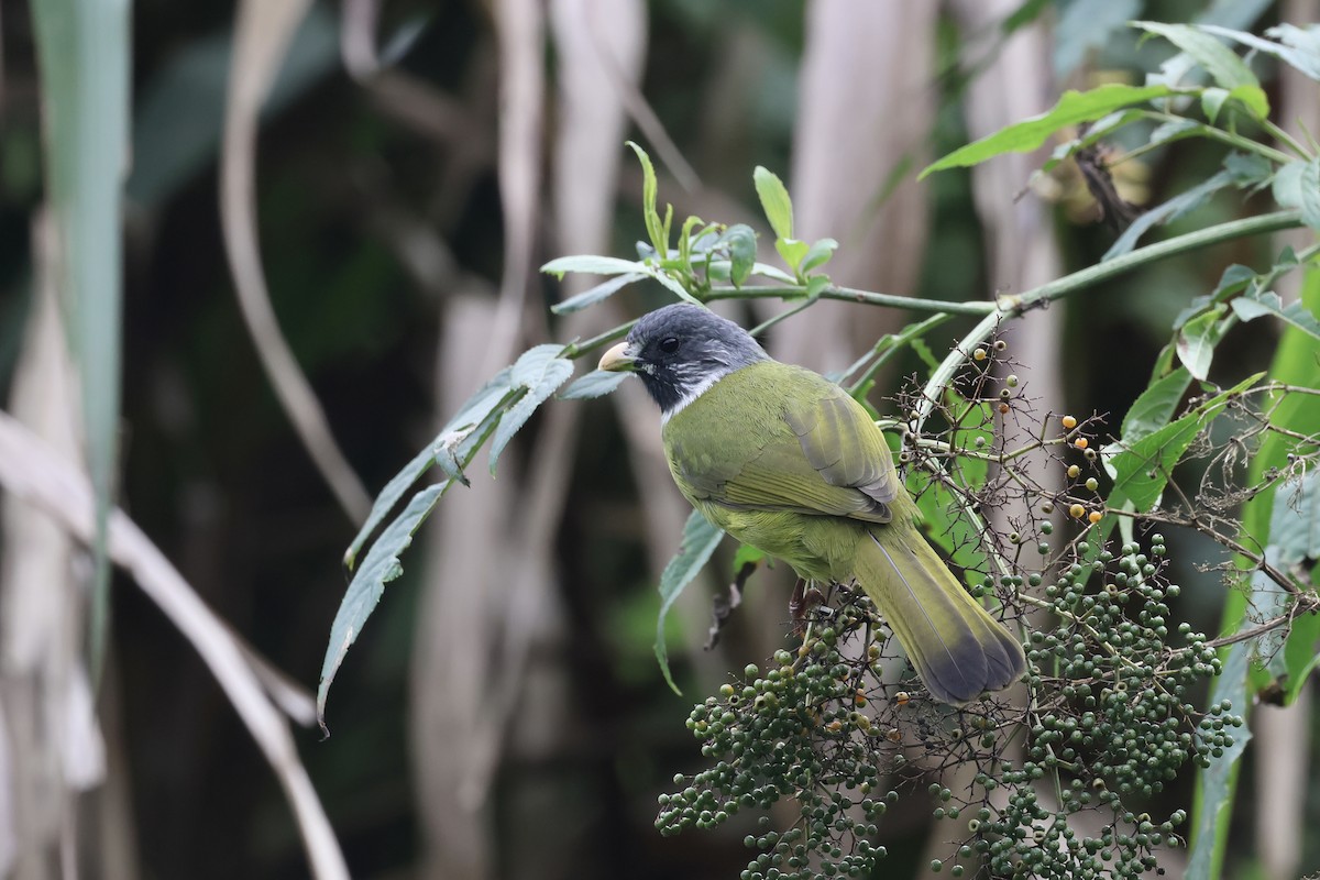 Bulbul à semi-collier - ML645543195