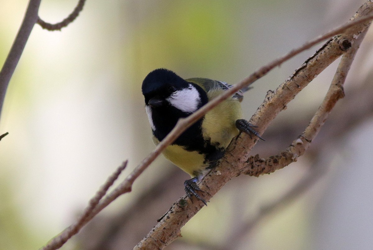 Mésange charbonnière - ML645543196