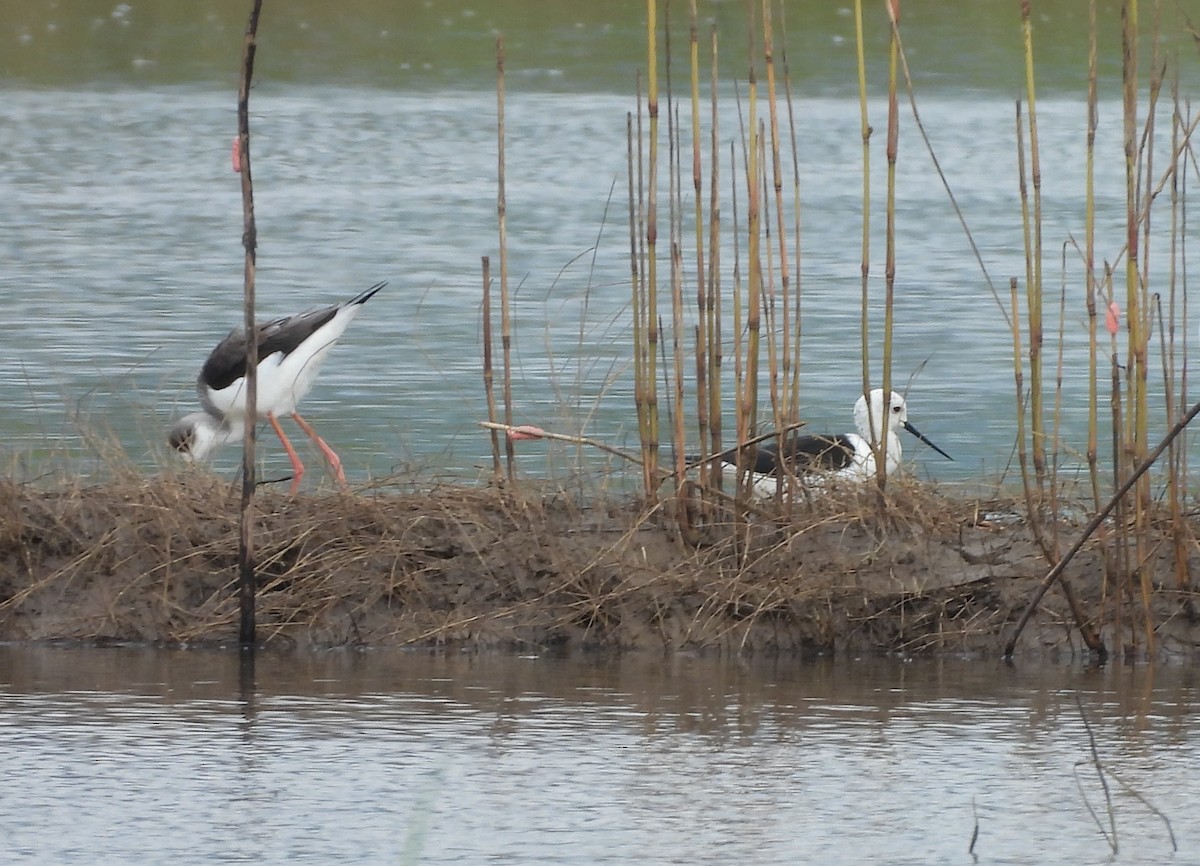 Échasse blanche - ML645543197
