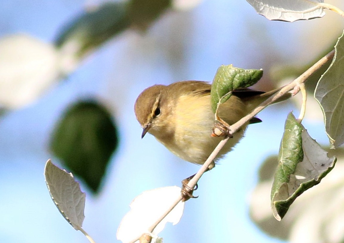 Pouillot véloce - ML645543198