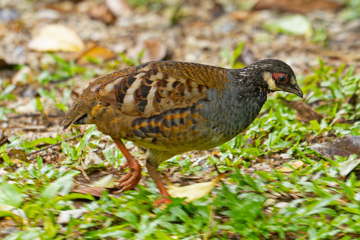 Torquéole de Campbell - ML645543200