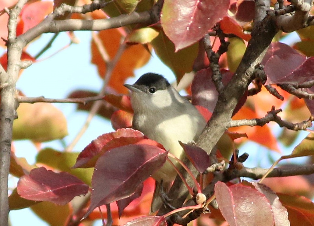 Fauvette à tête noire - ML645543201