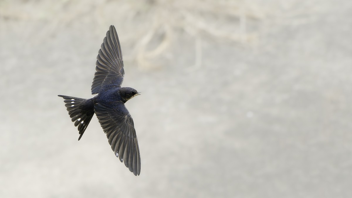 Hirondelle rustique - ML645543202