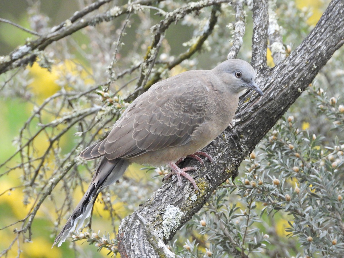 Tourterelle tigrine - ML645543203