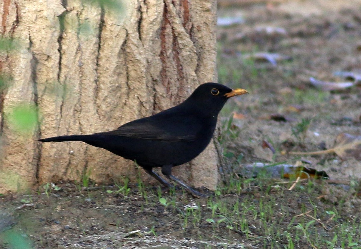 Merle noir - ML645543207