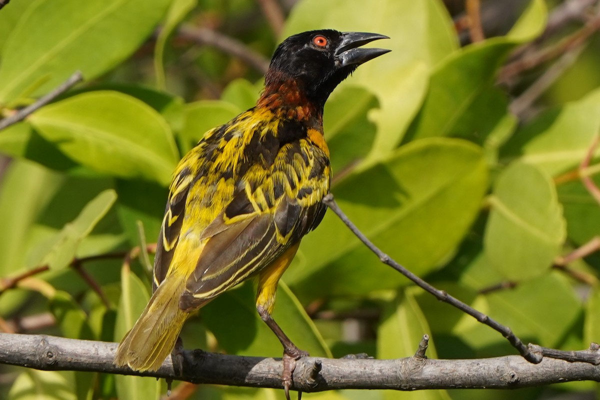 Tisserin gendarme - ML645543210