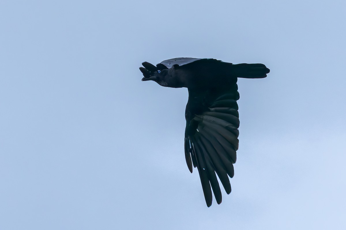 Corneille à tête brune - ML645543211