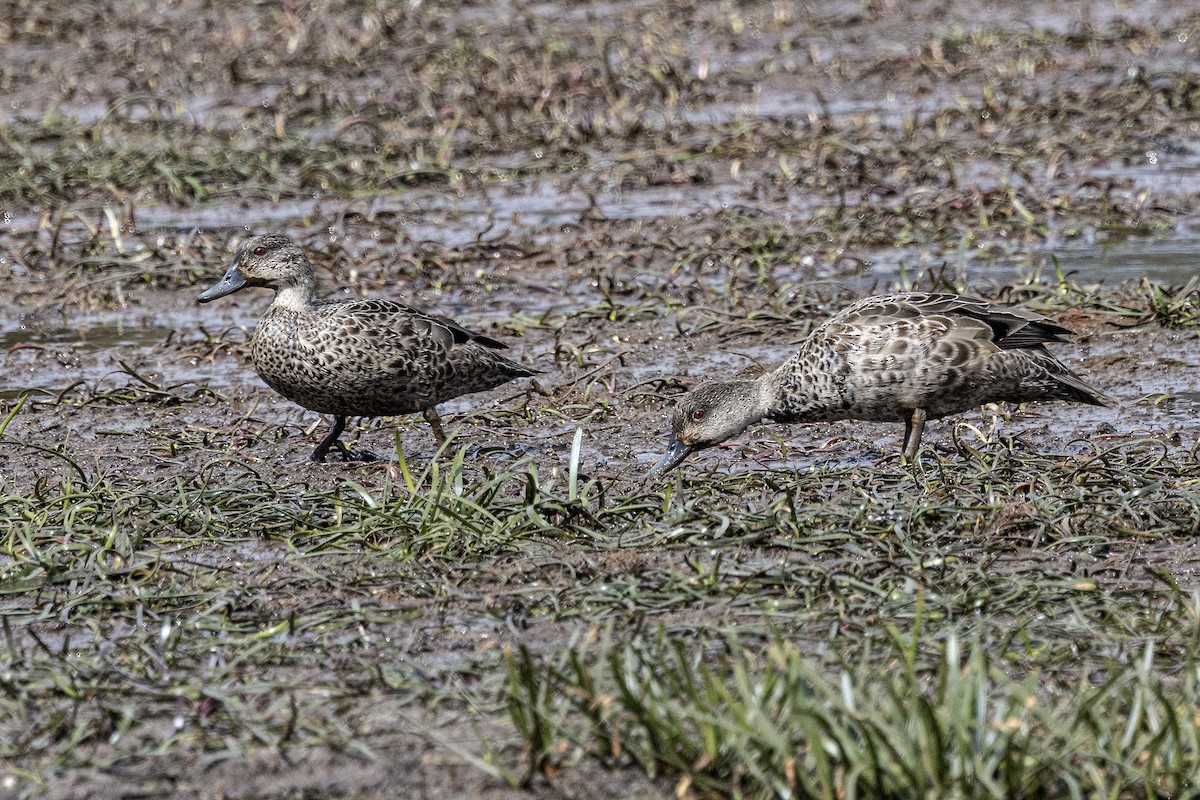 Sarcelle australasienne - ML645543212