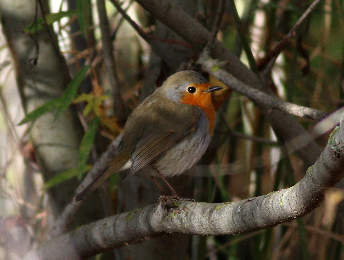 Rougegorge familier - ML645543213