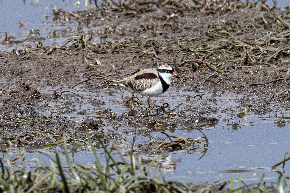 Pluvier à face noire - ML645543214