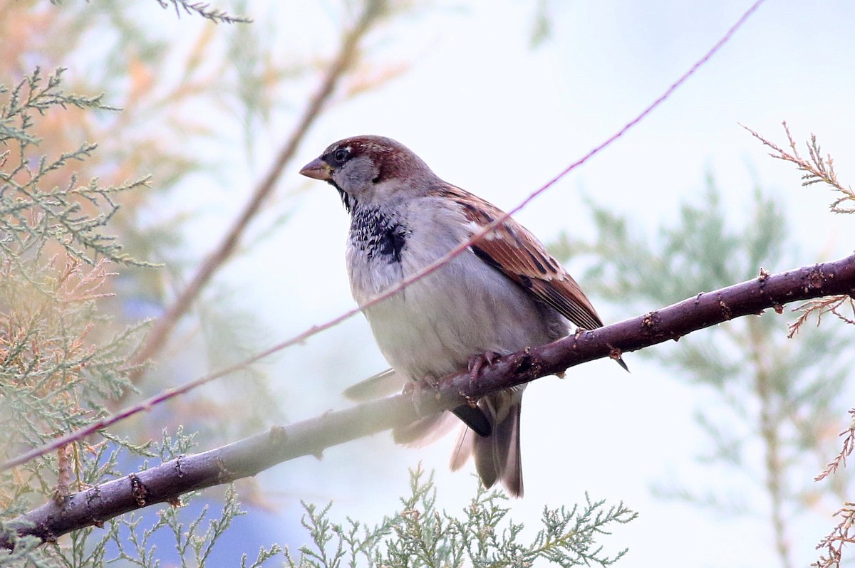 Moineau domestique - ML645543215