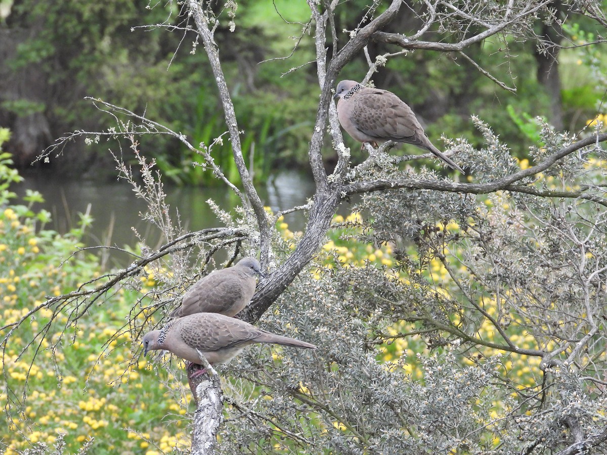 Tourterelle tigrine - ML645543216