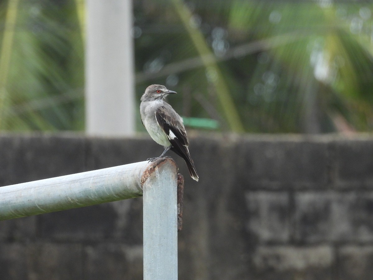 Pépoaza cendré - ML645543217