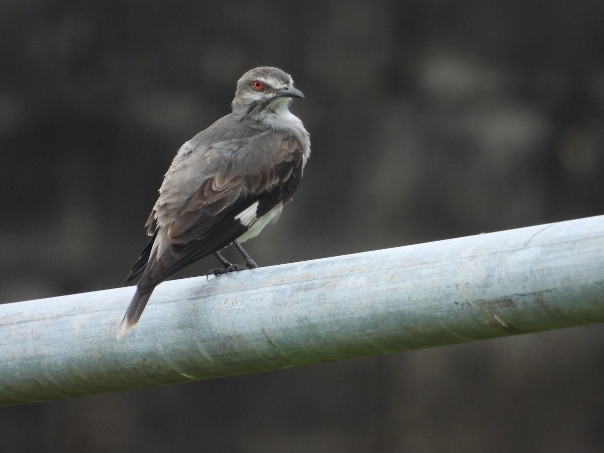 Pépoaza cendré - ML645543218