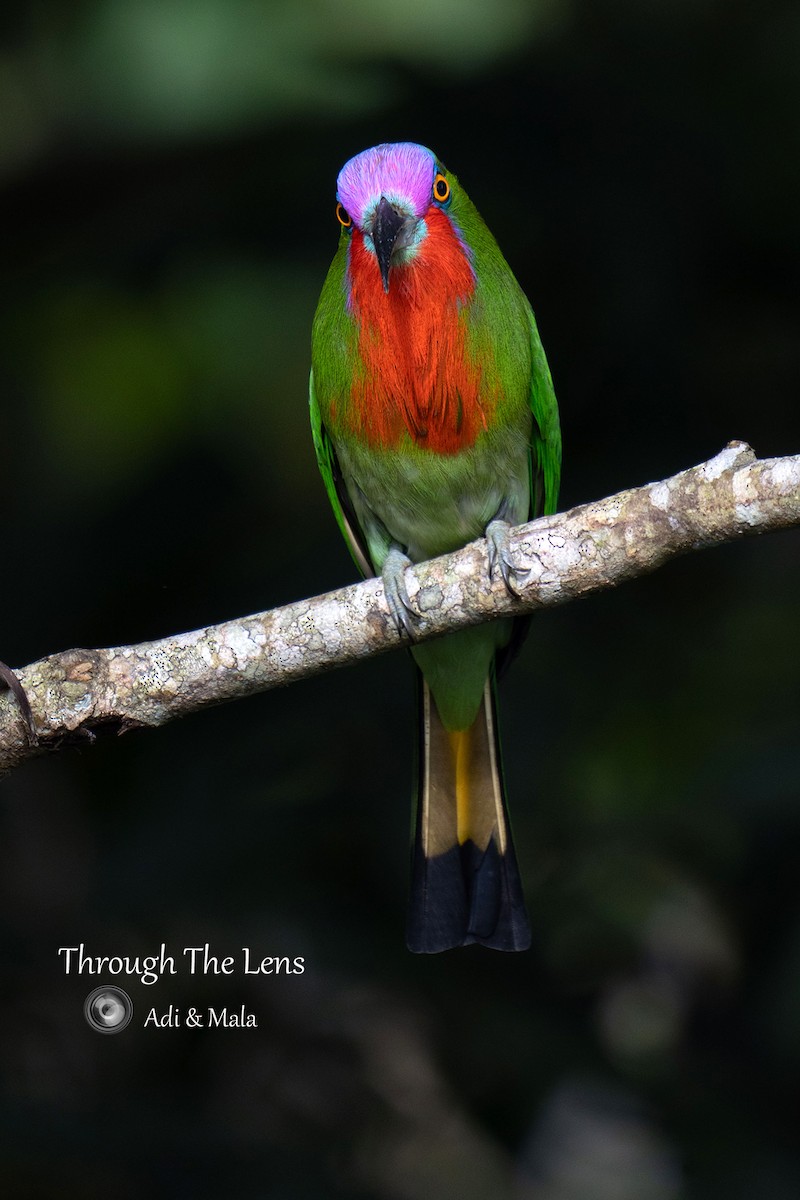 Guêpier à fraise - ML645543223