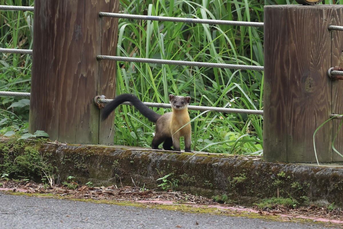 Animals - ML645543224