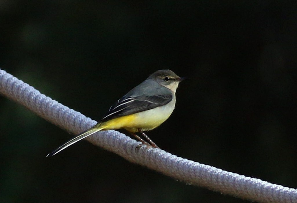 Bergeronnette des ruisseaux - ML645543225