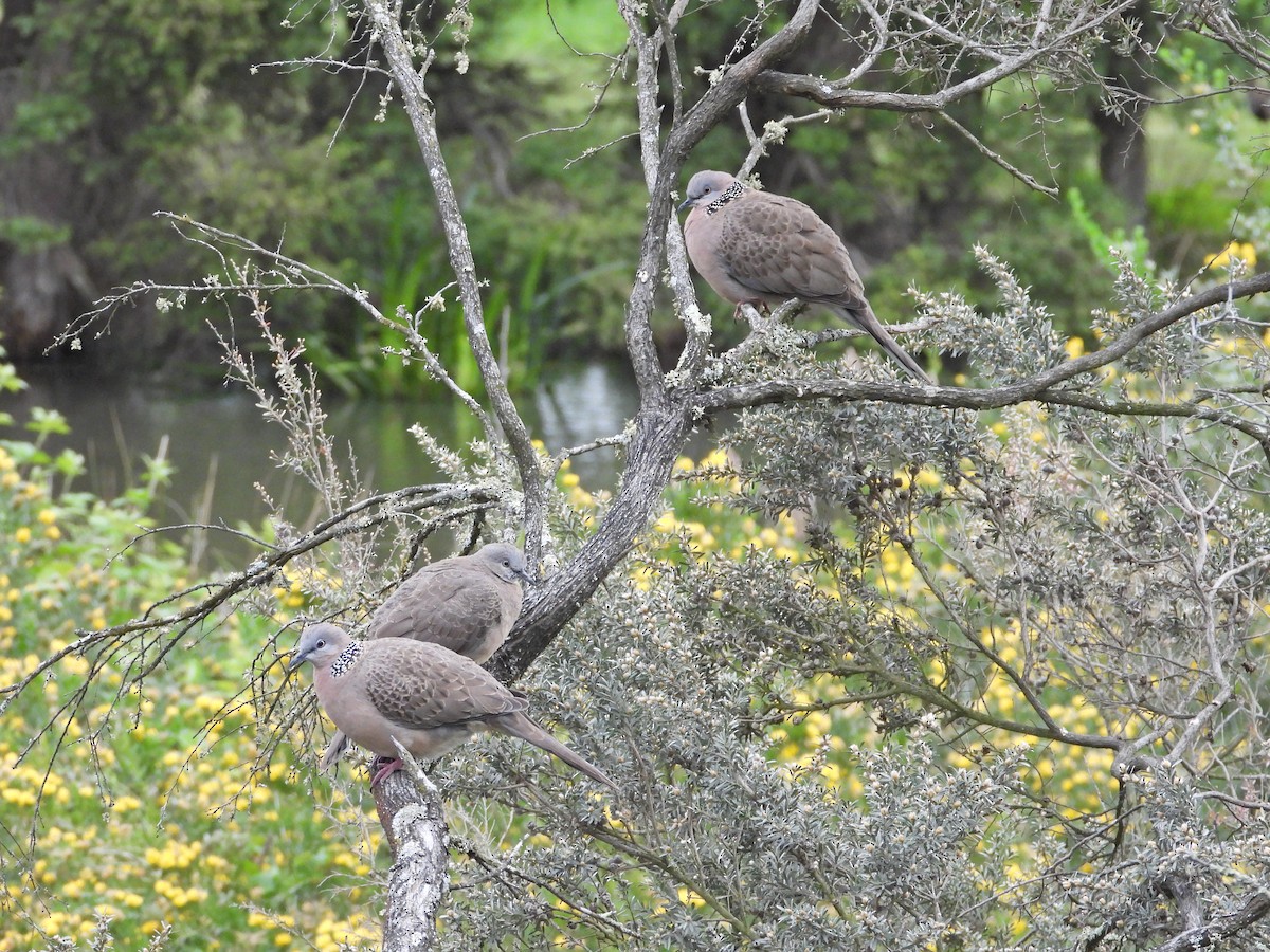 Tourterelle tigrine - ML645543226