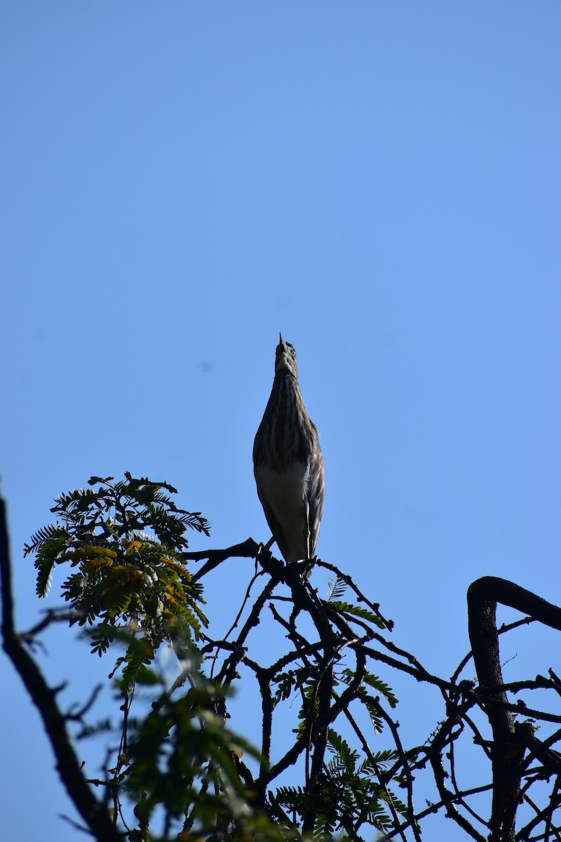 Indian Pond-Heron - ML645543227