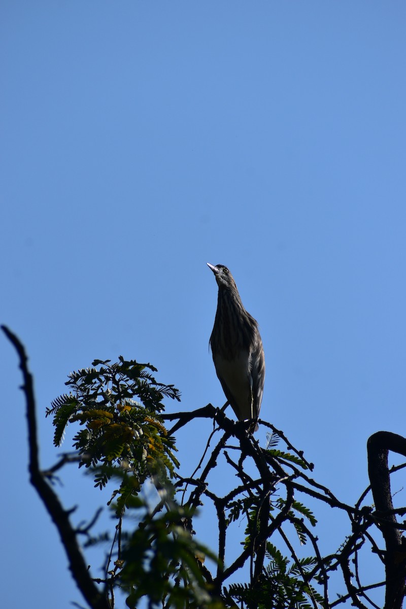 Indian Pond-Heron - ML645543228