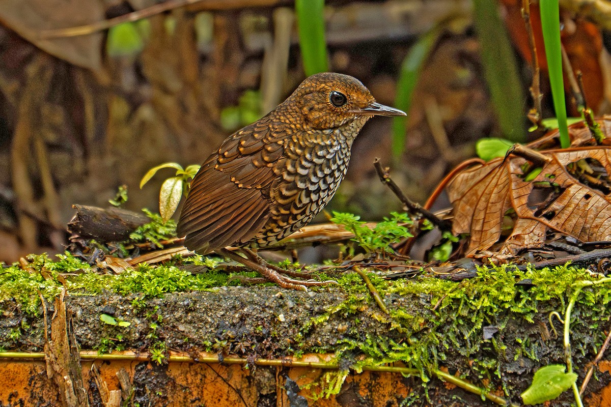 Pygmy Cupwing - ML645543229