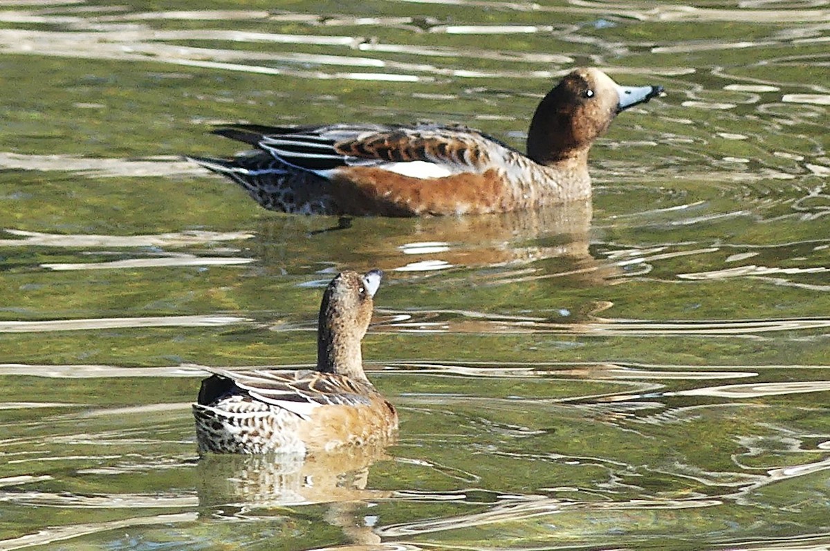 brunnakke - ML645543233