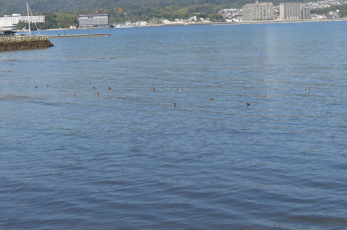 brunnakke - ML645543234