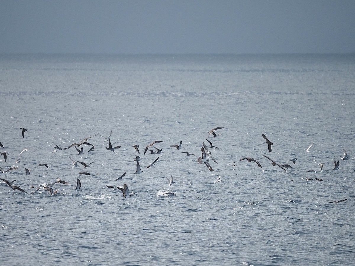 Streaked Shearwater - ML645543239