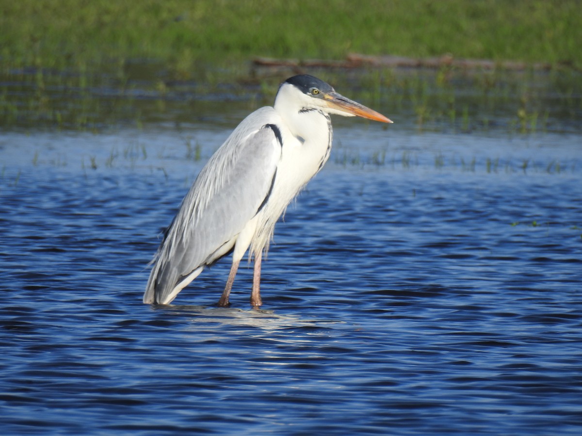 Cocoi Heron - ML645543241