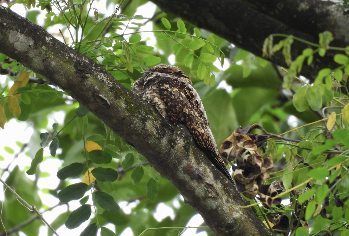 Gray Nightjar - ML645543242