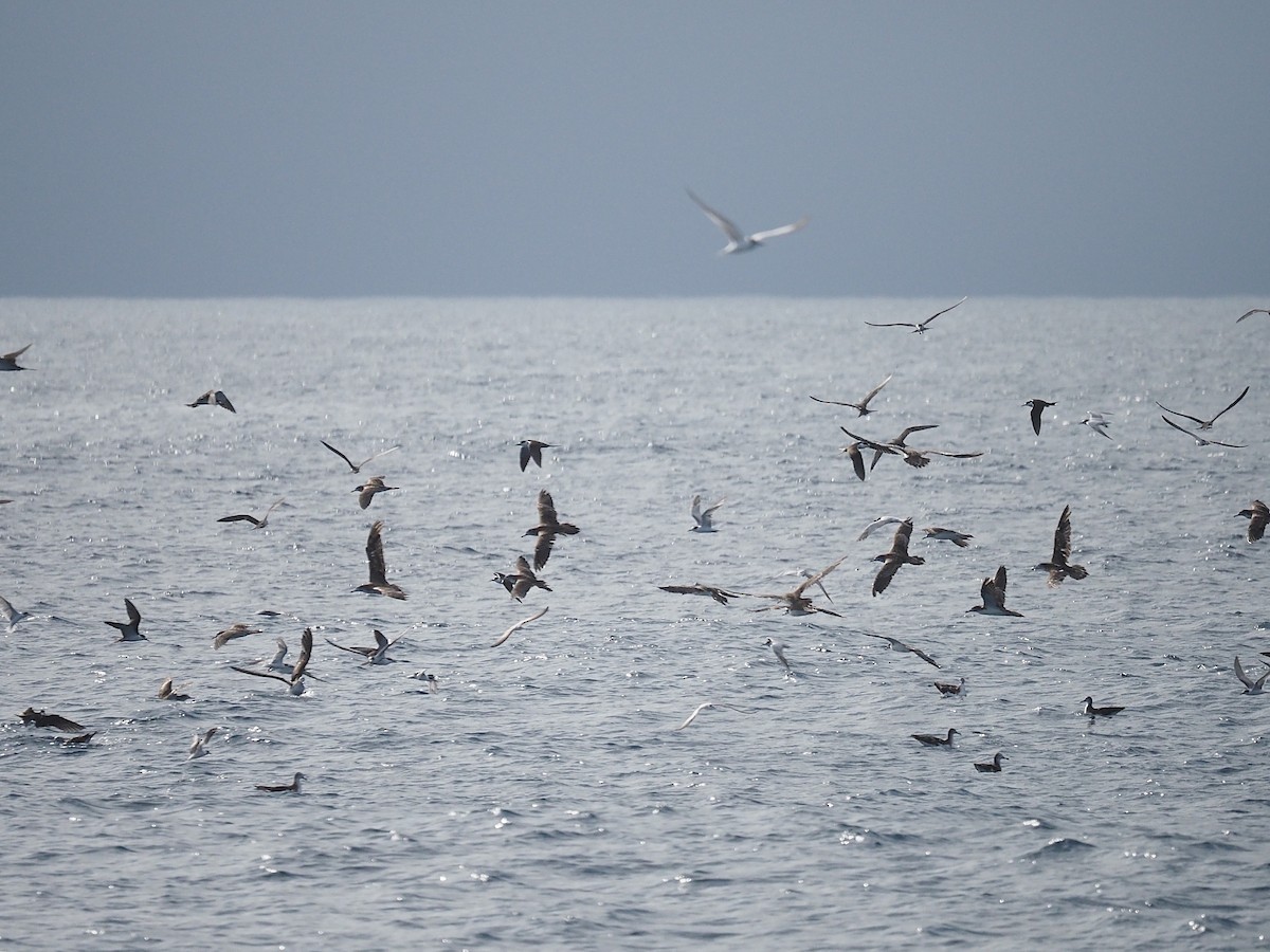 Streaked Shearwater - ML645543245