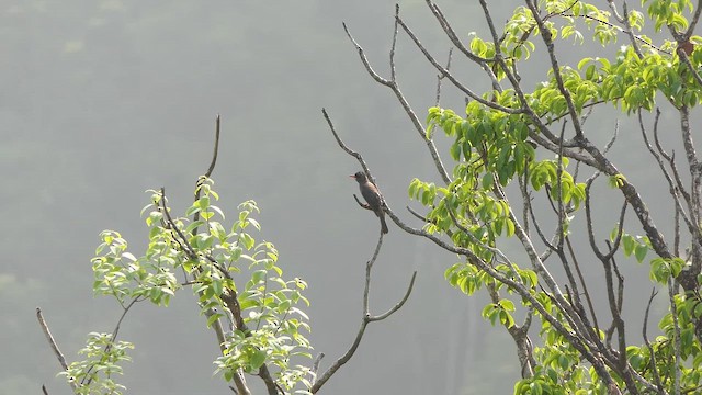 Square-tailed Bulbul - ML645543246