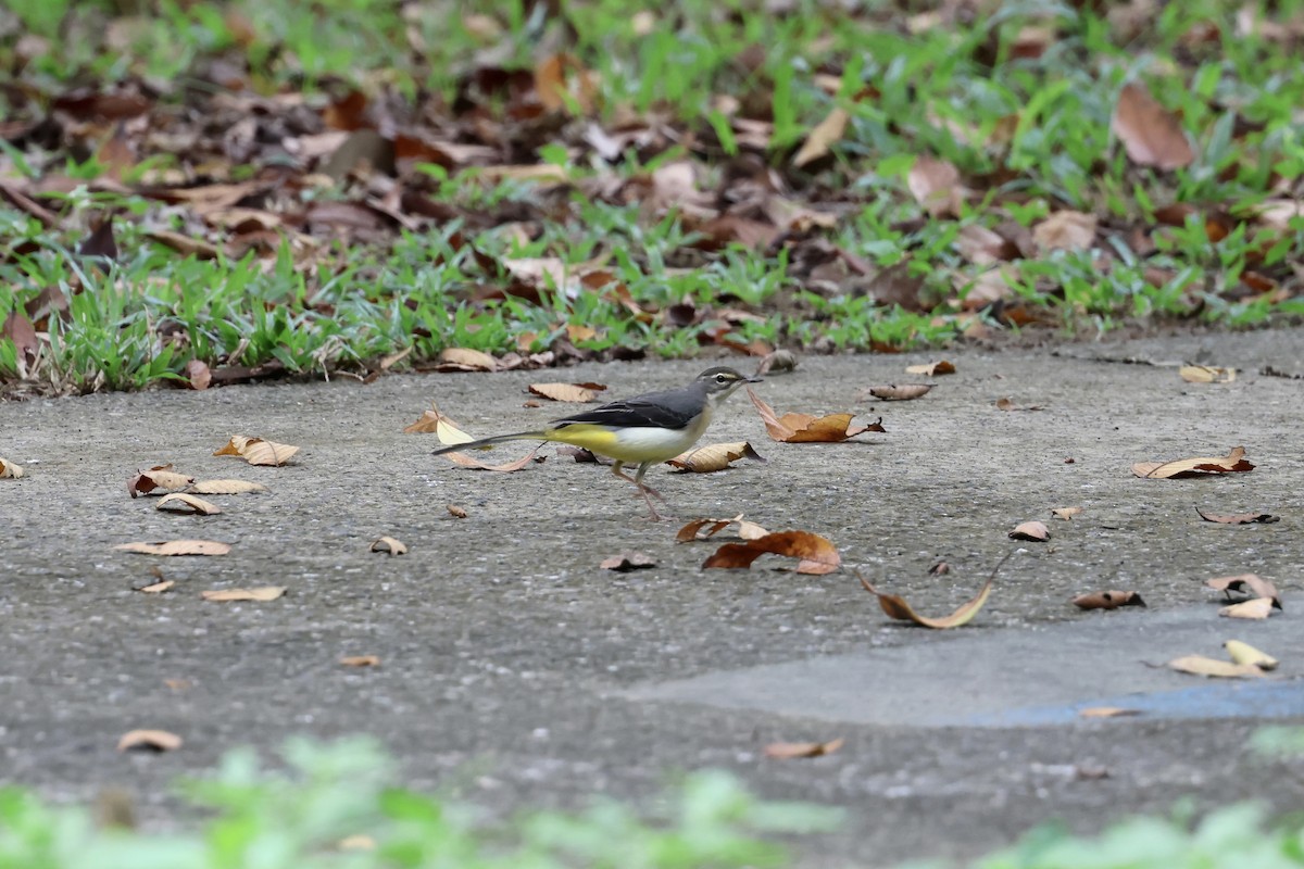 Gray Wagtail - ML645543261