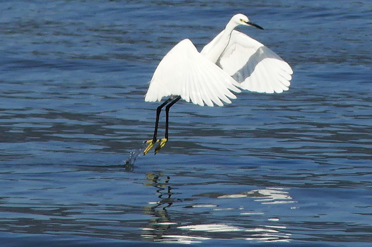 silkehegre - ML645543262