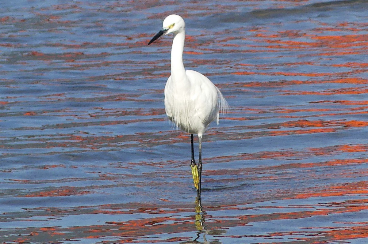 silkehegre - ML645543263