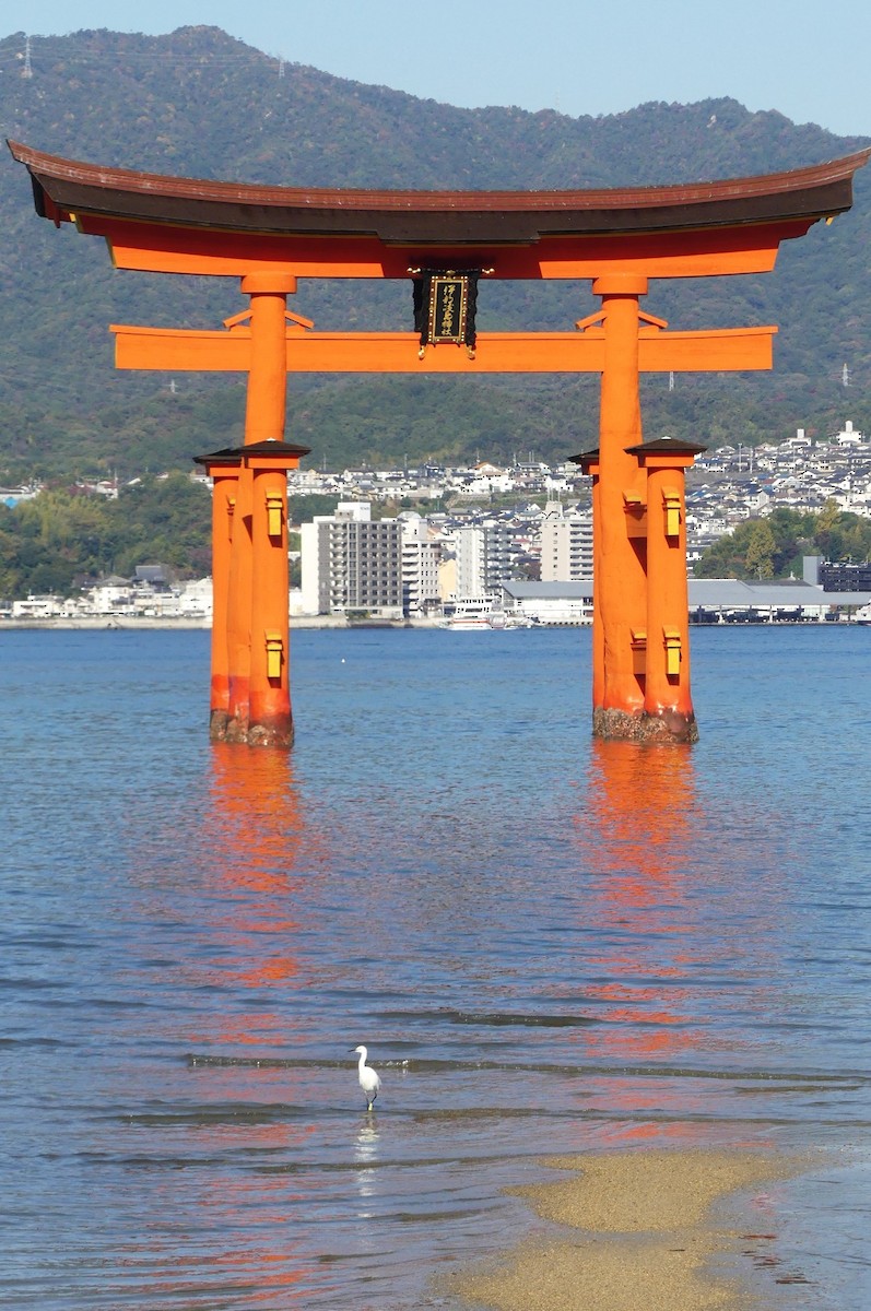 silkehegre - ML645543264