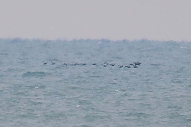 White-winged Scoter - ML645543269