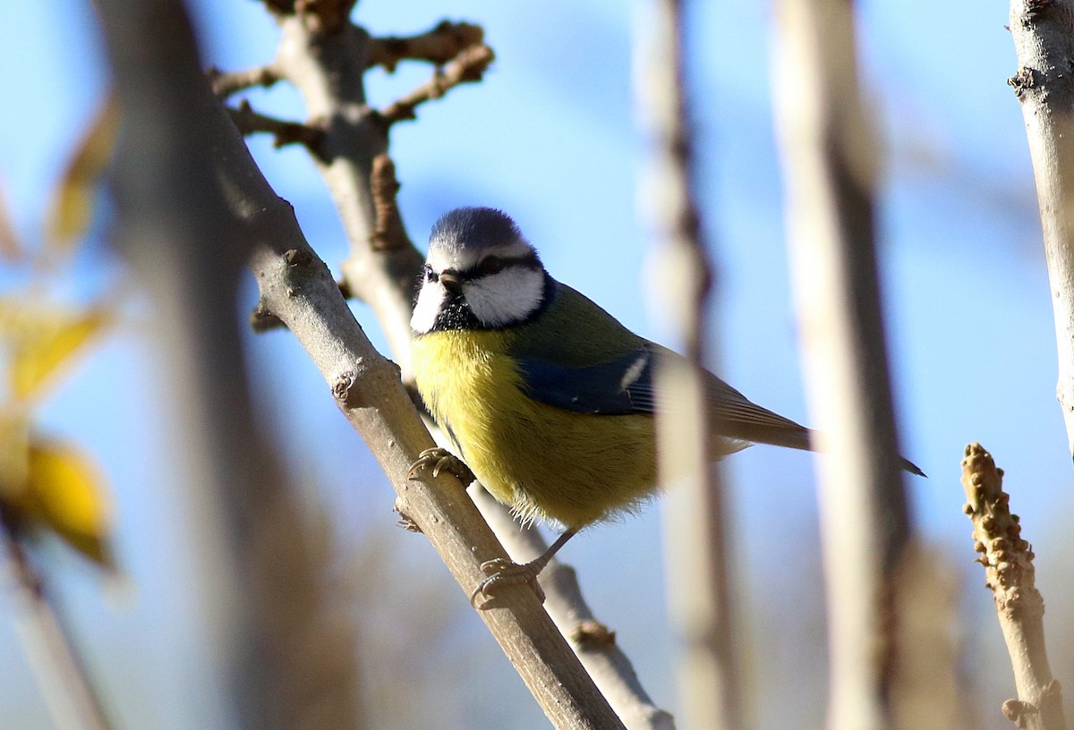 Eurasian Blue Tit - ML645543270