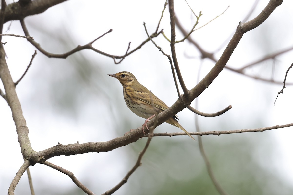 Olive-backed Pipit - ML645543271