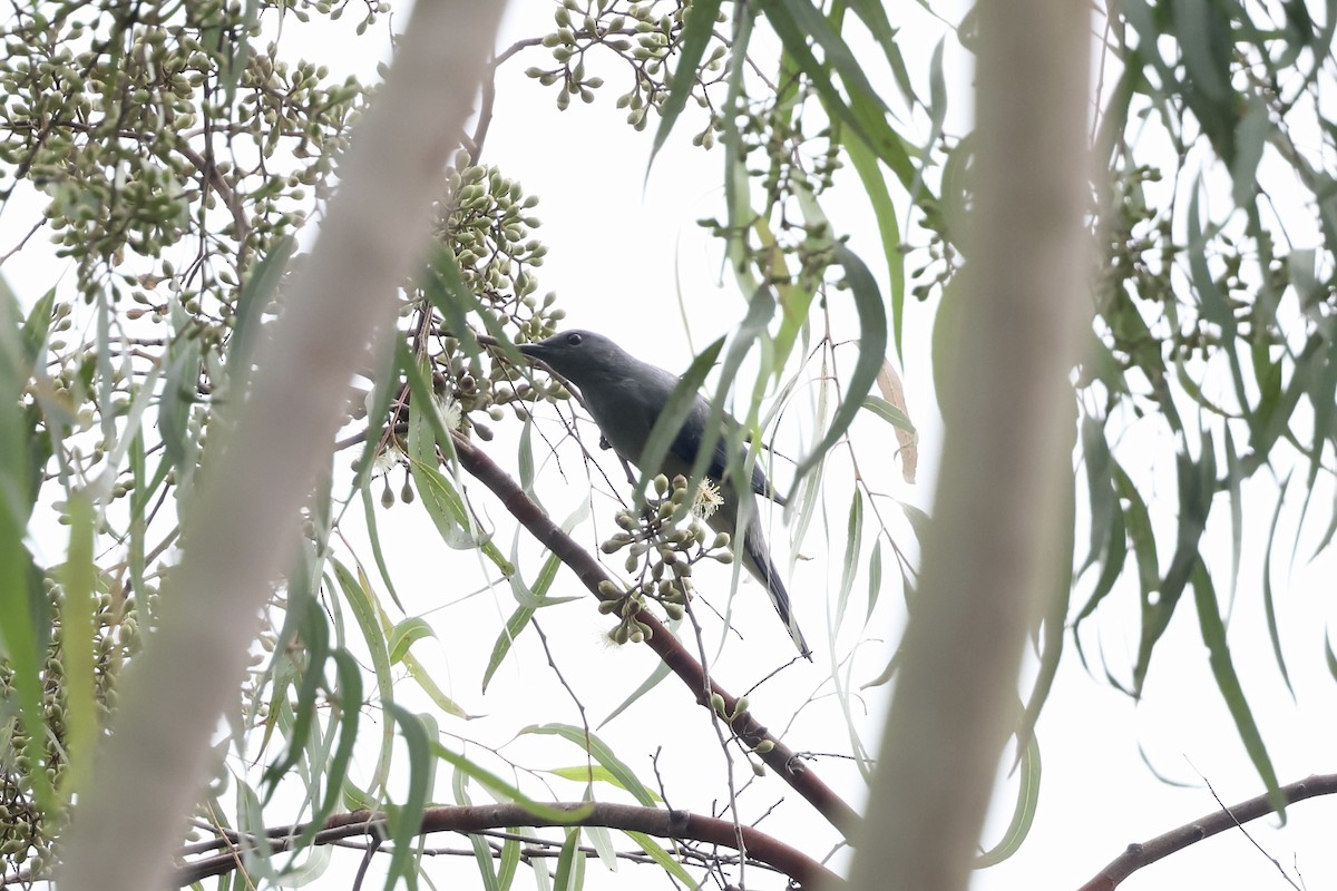 Black-winged Cuckooshrike - ML645543274