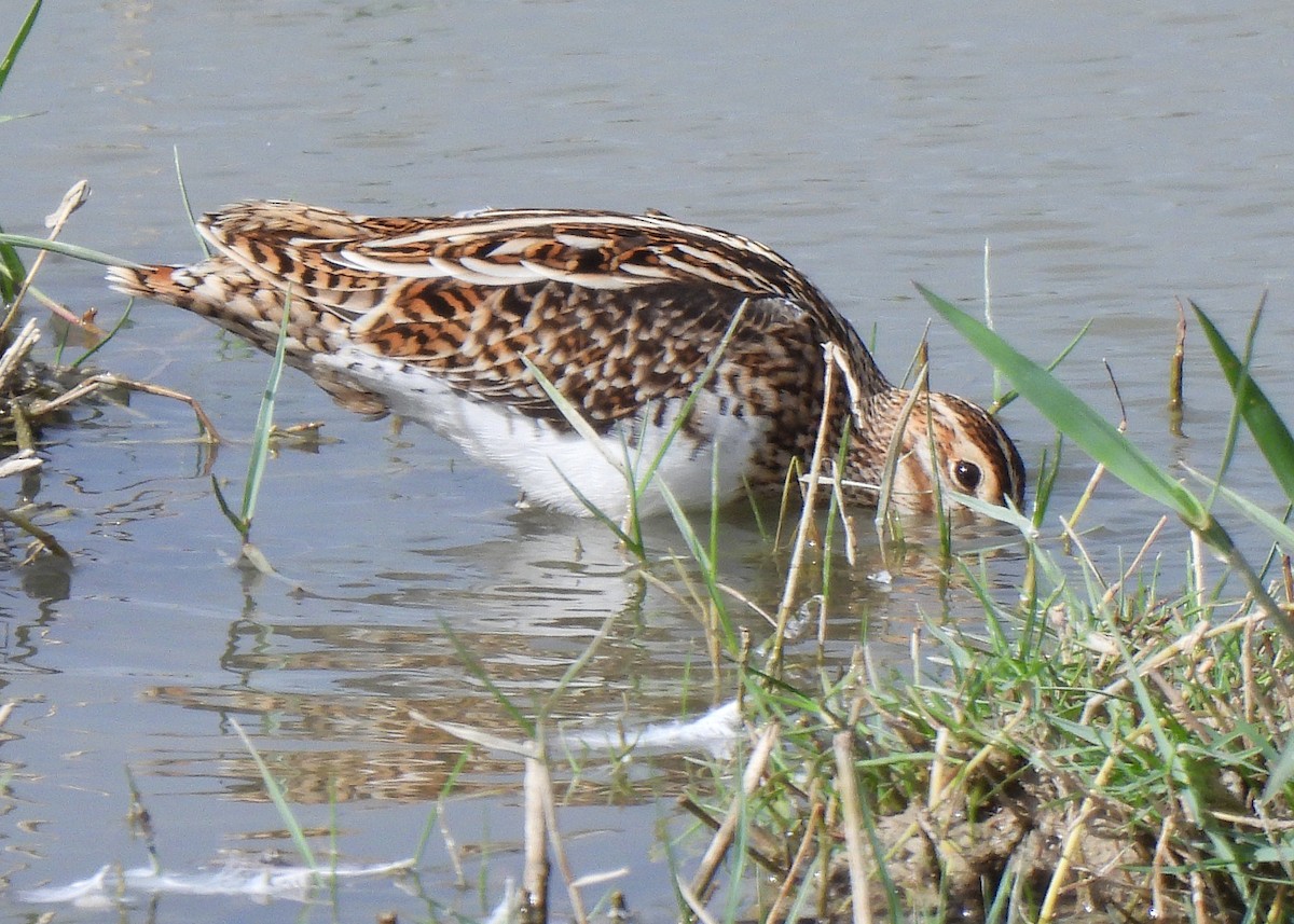 Agachadiza Común - ML645543276