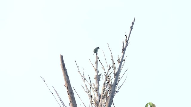Malabar Barbet - ML645543277