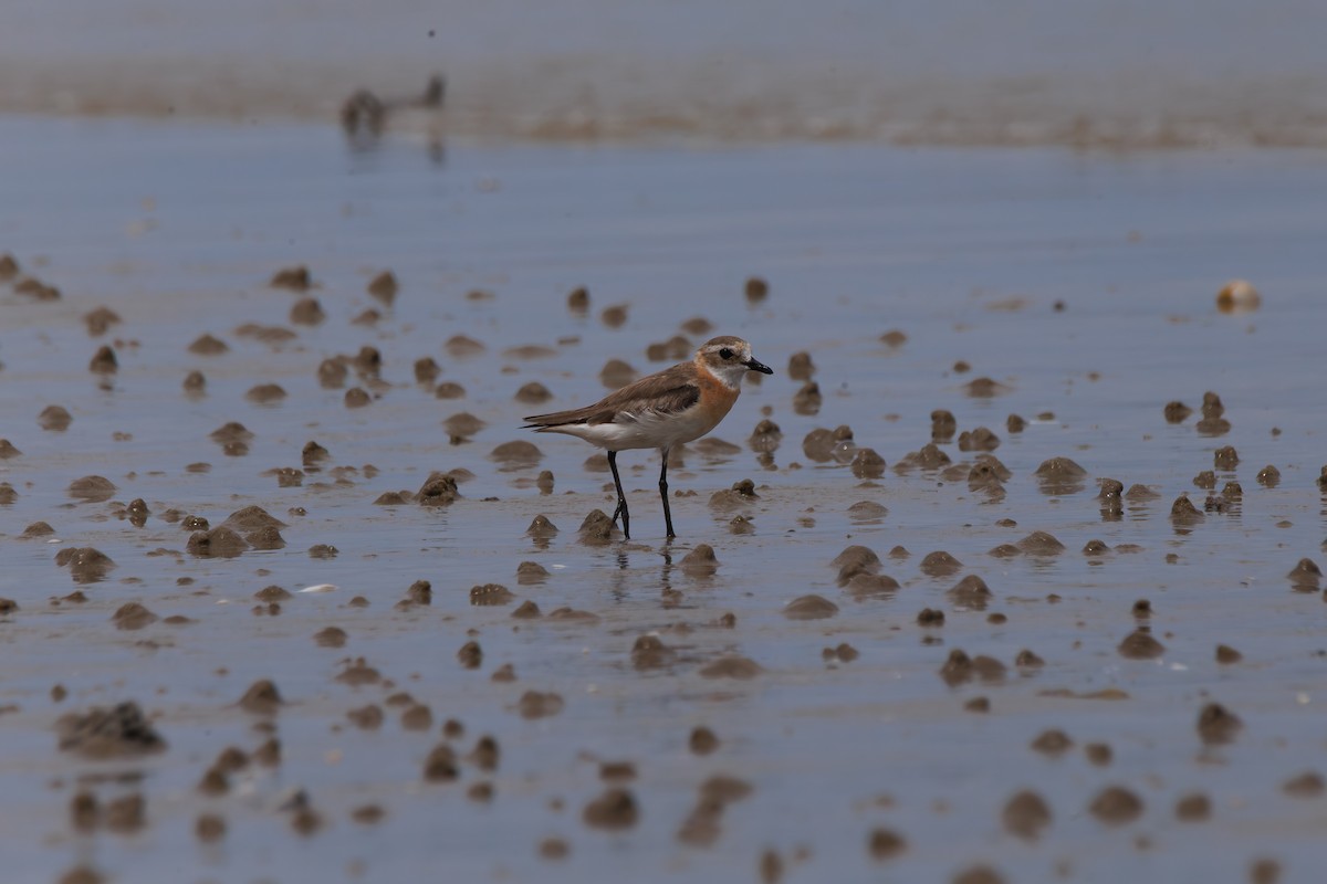 Tibet Cılıbıtı - ML645543278