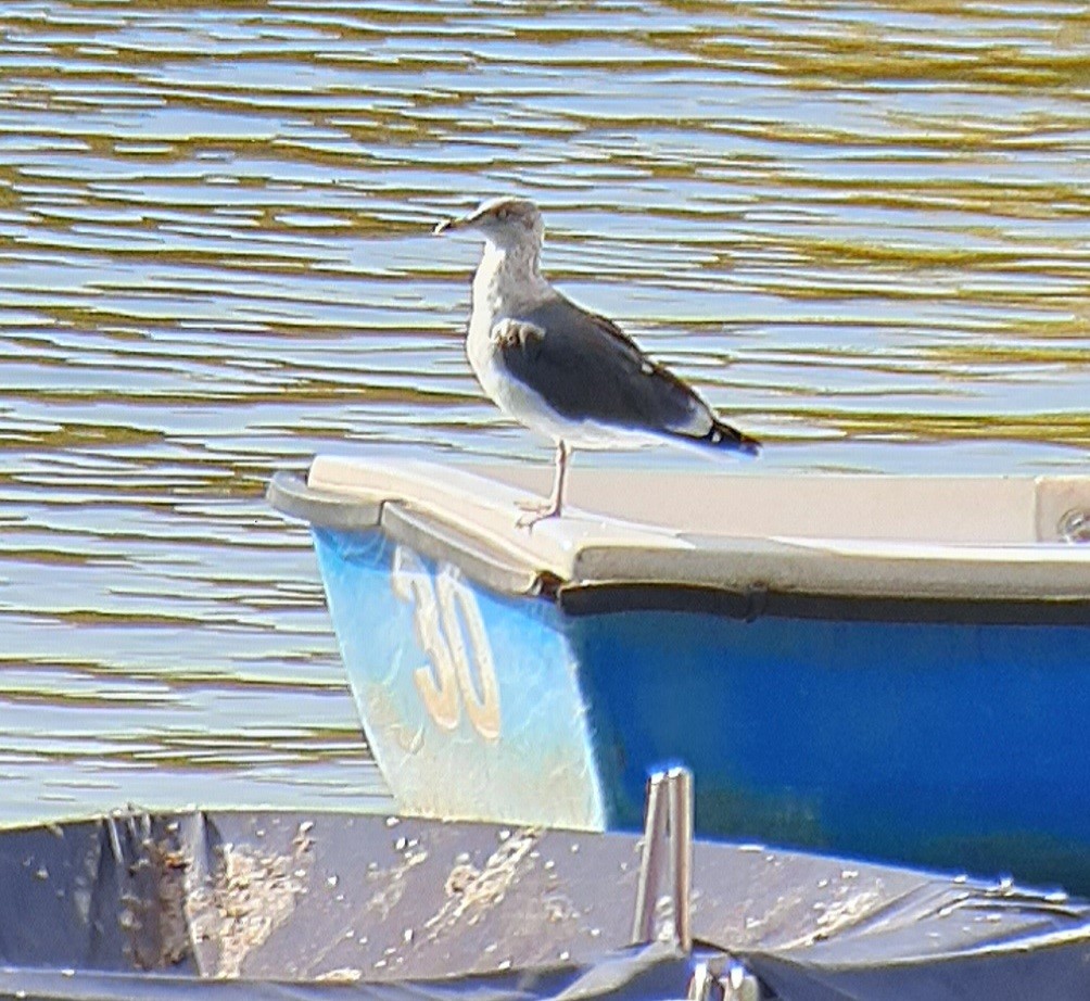 racek žlutonohý - ML645543279