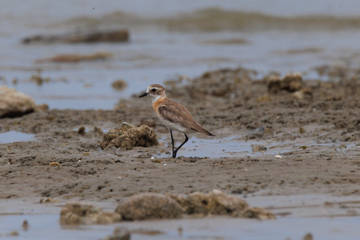 Tibet Cılıbıtı - ML645543286