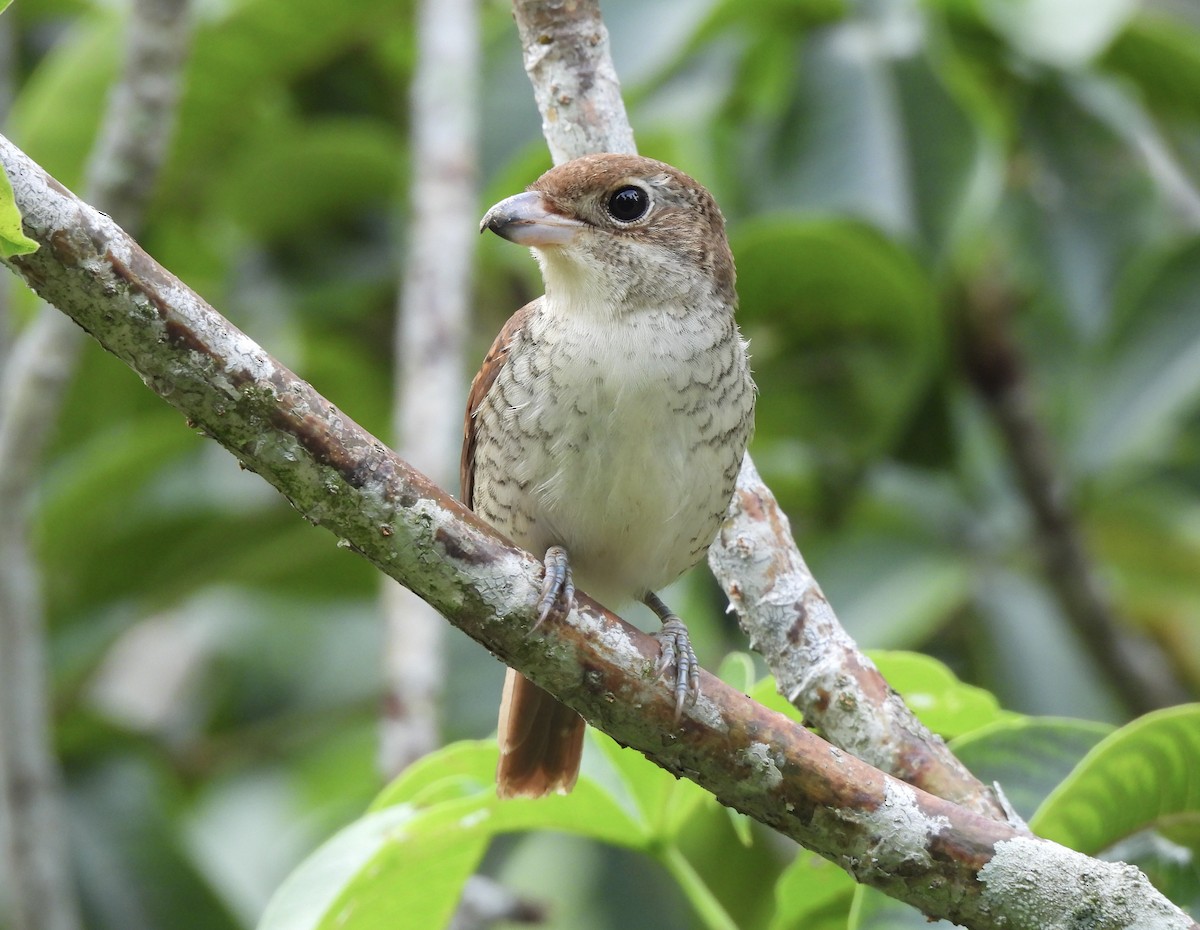 Tiger Shrike - ML645543287