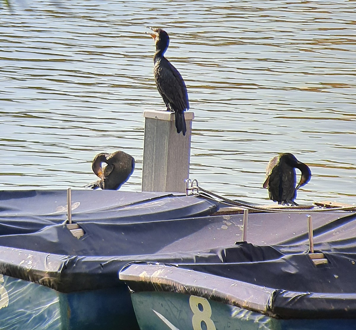 kormorán velký - ML645543289