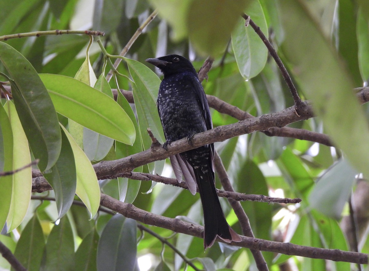 Crow-billed Drongo - ML645543290