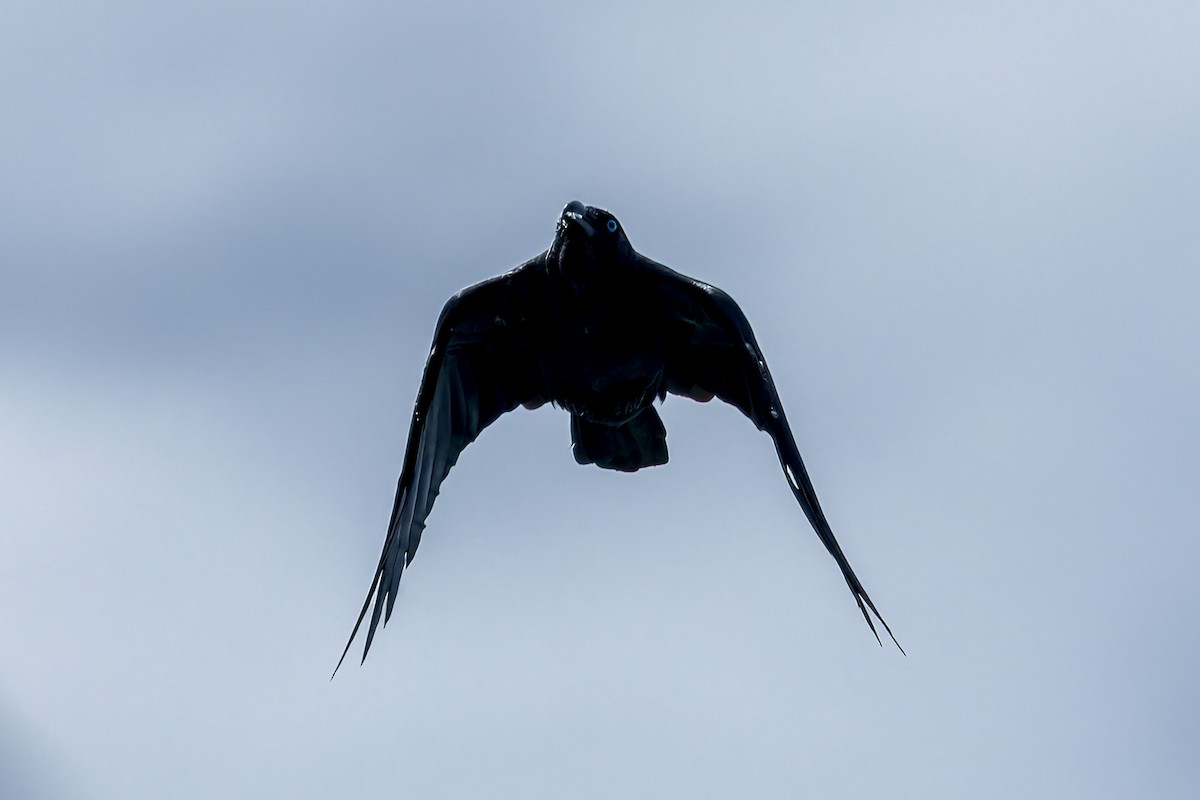 Torresian Crow - ML645543301