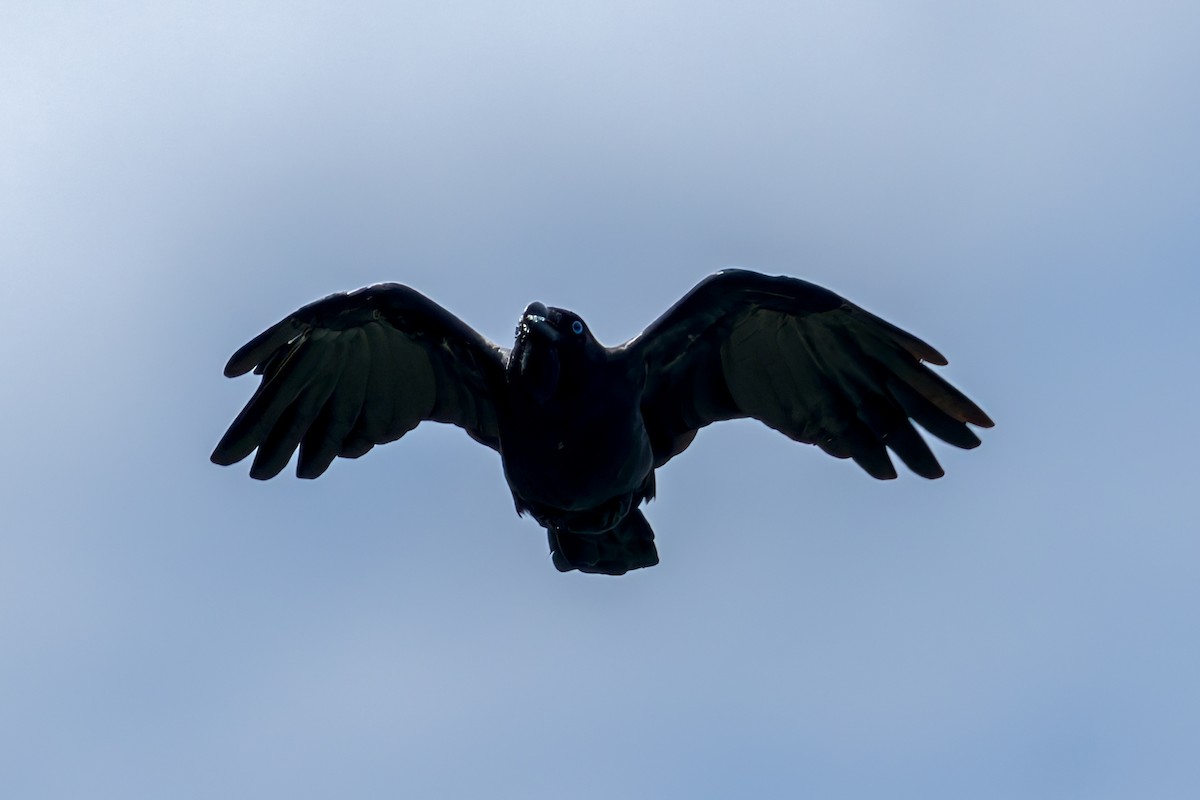 Torresian Crow - ML645543302